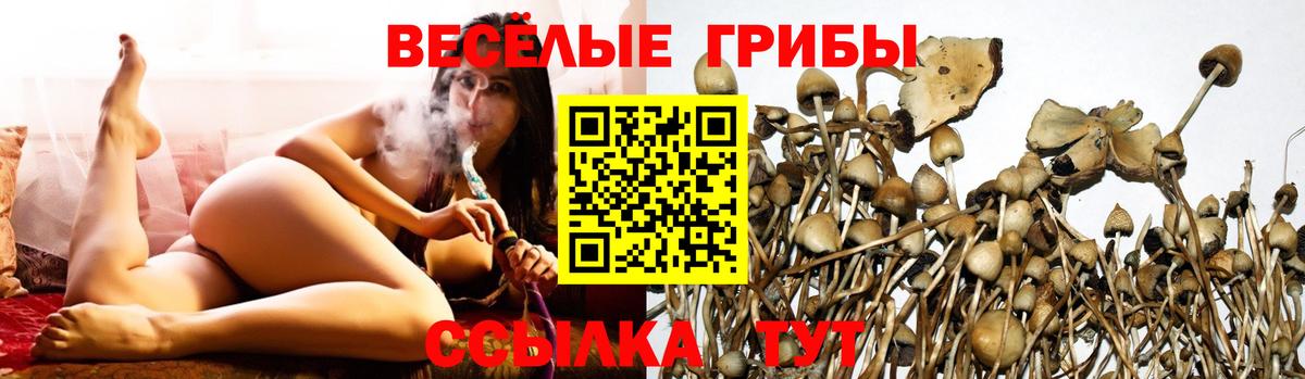 Псилоцибиновые грибы Cubensis  Вход с VPN  Тверь  Псилоцибиновые грибы Psilocybe 